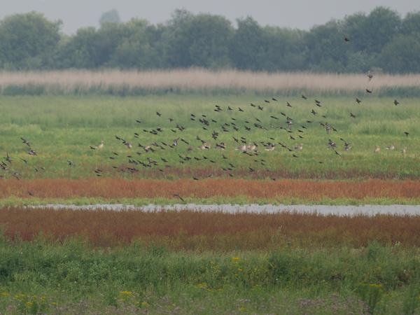 <h3><a href="/trips/braakman/biota/animalia/chordata/aves/040 passeriformes/105 sturnidae/sturnus vulgaris/sturnus vulgaris-nl.html">Sturnus&nbsp;vulgaris</a> / Common&nbsp;starling / Spreeuw</h3>OM-1 Mark II met OLYMPUS M.150-400mm F4.5 TC, 1/2000 sec  bij F5.6, ISO 640